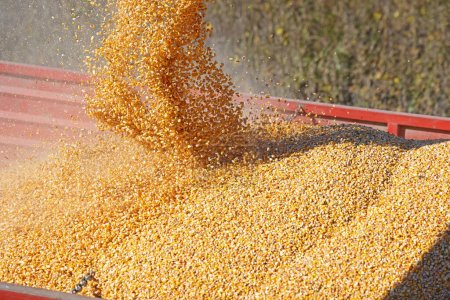 Téléchargez les photos : Corn harvest, close-up of combine transferring freshly harvested corn into tractor-trailer for transport to the silos - en image libre de droit