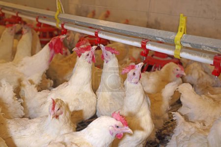 Hühnerfarm, Ei- und Geflügelproduktion. Großaufnahme von Hühnern, die Wasser trinken und essen