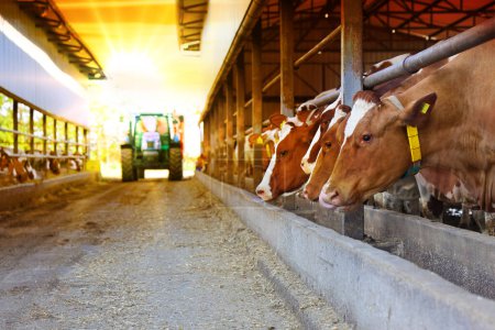 Foto de Granja lechera: alimentación de vacas en establos, tractores y mezcladores de piensos que se mueven en el centro del establo al atardecer - Imagen libre de derechos