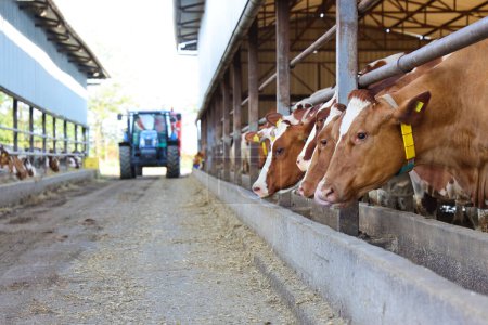Foto de Granja lechera: alimentación de vacas en establos, tractores y mezcladores de piensos que se mueven en el centro del establo - Imagen libre de derechos
