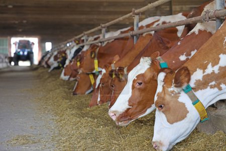 Granja lechera: alimentación de vacas en establos, tractores y mezcladores de piensos que se mueven en el centro del establo