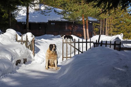 Photo for Furry friends big asian shepherd dog and domestic cat together on snow in the yard next to the wooden fence. Animal friendship in winter time, close-up shot - Royalty Free Image
