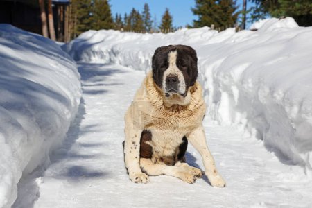 Photo for Big asian shepherd dog sitting on snow path in winter time, close-up shot - Royalty Free Image