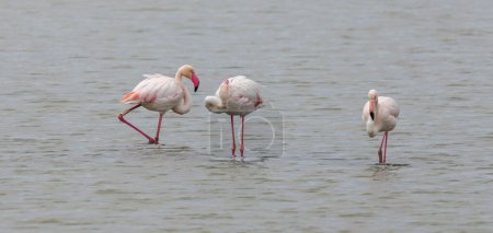 Greater flamingos, Phoenicopterus roseus, in the Natural Park of the Salinas de Santa Pola, in the province of Alicante, Spain