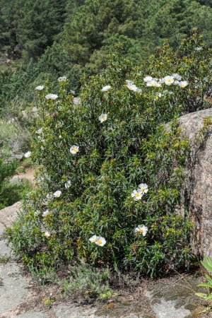 Photo for Gum rockrose, Cistus ladanifer. Photo taken in La Pedriza, Guadarrama Mountains, Madrid, Spain - Royalty Free Image