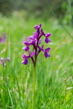 Photo for Green-winged orchid, Orchis morio. Photo taken in Guadarrama Mountains, La Pedriza, Madrid, Spain - Royalty Free Image