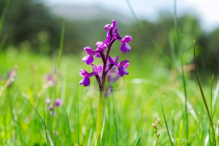 Photo for Green-winged orchid, Orchis morio. Photo taken in Guadarrama Mountains, La Pedriza, Madrid, Spain - Royalty Free Image