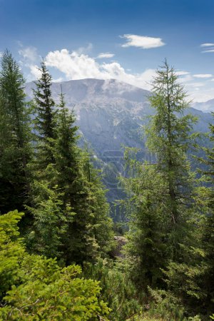 Téléchargez les photos : Forest of European larch, Larix decidua, and Norway spruce, Picea abies, in the Bavarian Alps, Berchtesgadener Land district of Bavaria in Germany - en image libre de droit