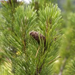Detail of leaves, branches and cones of Dwarf Mountain pine, Pinus mugo. Photo taken in the Mieming Range, State of Tyrol, Austria.