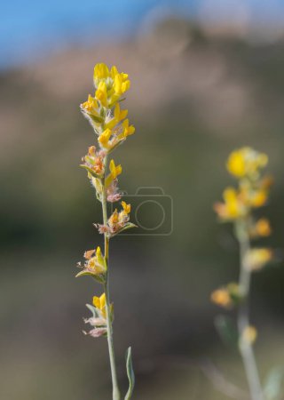 Photo for Flowers of Anthyllis cytisoides. Photo taken in Carabassi Beach, province of Alicante, Spain - Royalty Free Image