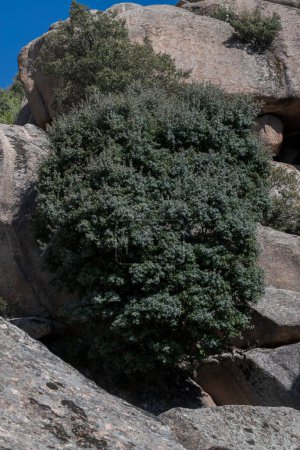 Téléchargez les photos : Chêne blanc, Quercus rotundifolia, poussant sur les rochers. Photo prise à La Pedriza, Parc National des Montagnes de Guadarrama, Madrid, Espagne. - en image libre de droit