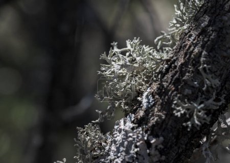 Eichenmoos, Evernia prunastri. Es handelt sich um eine Flechtenart, die in vielen gemäßigten Gebirgswäldern der nördlichen Hemisphäre vorkommt. Foto aufgenommen in La Pedriza, Nationalpark Guadarrama, Madrid, Spanien