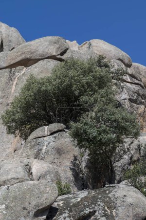 Téléchargez les photos : Chêne blanc, Quercus rotundifolia, poussant sur les rochers. Photo prise à La Pedriza, Parc National des Montagnes de Guadarrama, Madrid, Espagne. - en image libre de droit