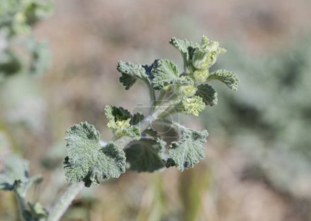 Photo for White horehound, Marrubium vulgare. It is a popular dietary supplement. Photo taken in Colmenar Viejo, Madrid, Spain - Royalty Free Image