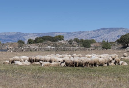 Photo for Flock of sheep resting on a field. Photo taken in Colmenar Viejo, Madrid, Spain - Royalty Free Image