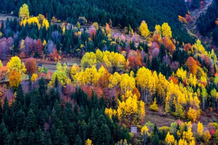 Autumn view in Savsat. Artvin, Turkey. Beautiful autumn landscape with colorful trees. Poster 627210774