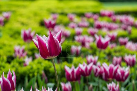 Photo for Tulips in Istanbul, Turkey. Beautiful colorful tulips in garden. Tulips background. - Royalty Free Image