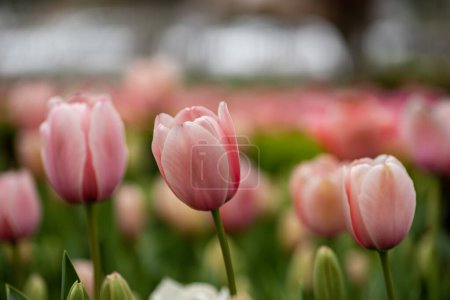 Foto de Tulipanes en Estambul, Turquía. Hermosos tulipanes coloridos en el jardín. Tulipanes fondo. - Imagen libre de derechos