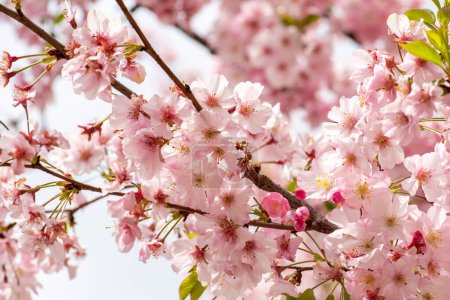 Photo for Cherry blossom. Beautiful pink cherry blossom on tree. - Royalty Free Image