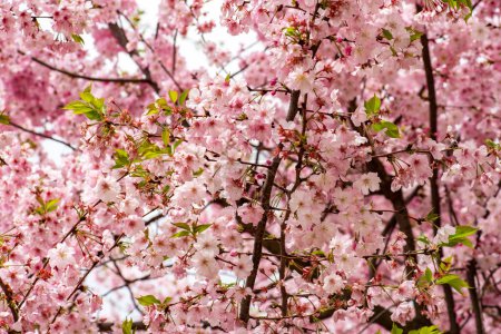 Photo for Cherry blossom. Beautiful pink cherry blossom on tree. - Royalty Free Image