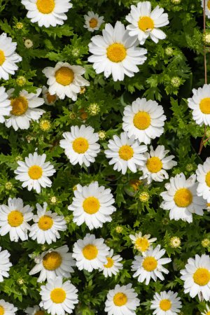 Photo for Daisy, Chamomile Flower. Beautiful daisy background. - Royalty Free Image