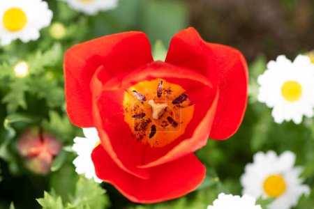 Foto de Tulipanes en Estambul, Turquía. Hermosos tulipanes coloridos en el jardín. Tulipanes fondo. - Imagen libre de derechos