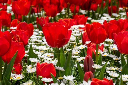 Photo for Tulips in Istanbul, Turkey. Beautiful colorful tulips in garden. Tulips background. - Royalty Free Image