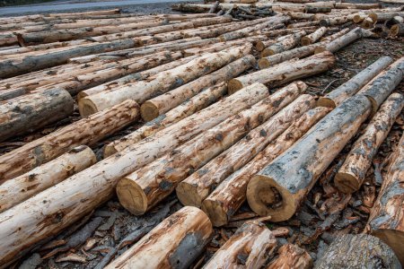 Foto de Troncos de madera de pinos en el bosque. Troncos para la industria maderera. - Imagen libre de derechos