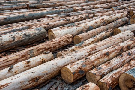 Téléchargez les photos : Grumes de pin en bois dans la forêt. Grumes pour l'industrie du bois. - en image libre de droit