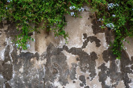 Foto de Pared grunge con flores. Fondo texturizado pared vieja. - Imagen libre de derechos