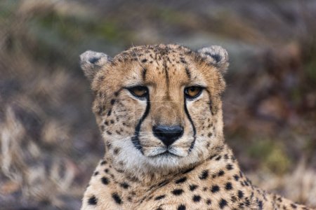 Photo for Cheetah in Zoo. Belgrade City, Serbia. - Royalty Free Image
