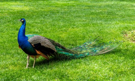 Photo for Peacock. Peacock in nature. Peacock walking on grass. - Royalty Free Image