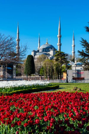 Foto de Estambul, Turquía - 18 de febrero de 2024: Mezquita Azul (Sultanahmet Camii) en Estambul, Turquía. Mezquita azul con tulipán. - Imagen libre de derechos