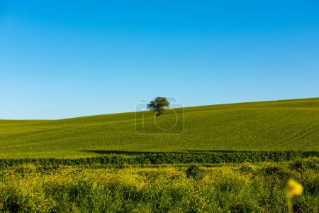 Téléchargez les photos : Arbre solitaire dans la nature. Arbre dans les champs verts blé avec ciel bleu. - en image libre de droit