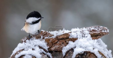 Foto de Black-capped Chickadee (Poecile atricapillus) perched on a piece of wood covered in snow, winter scene - Imagen libre de derechos