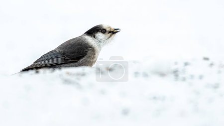 Photo for Canada jay (Perisoreus canadensis) eating seeds in the snow on the ground, high key - Royalty Free Image