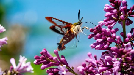 Téléchargez les photos : Colibri vue dégagée (Hemaris thysbe) butinant sur des fleurs lilas, contre un ciel bleu - en image libre de droit