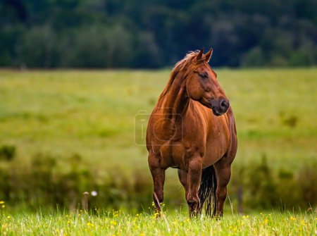 American quater horse in a meadow with small flowers, in front of a forest background