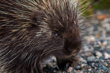 Close up portrait of a porcupine (Hystricognatha) on a gravel path, detail of fur and quills