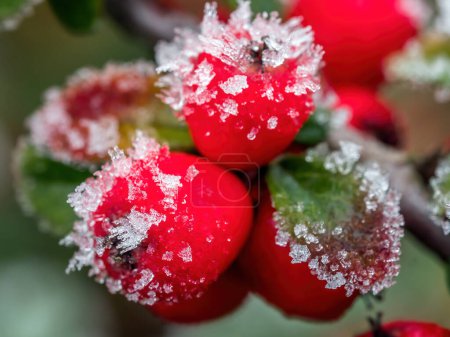 Téléchargez les photos : Gros plan de pommeaux communs de cotoneaster recouverts de cristaux de gel - en image libre de droit