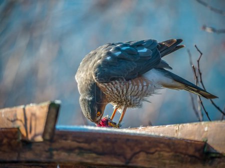Photo for Closeup shot of sparrowhawk sitting on wooden pergolla consuming catched sparrow - Royalty Free Image