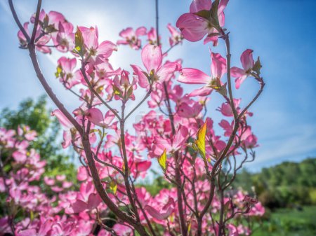 Flowering dogwood shrub with pink flowers in blossom sunlit