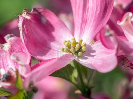 Makroaufnahme blühender Hartriegel-Strauchblume in Blüte