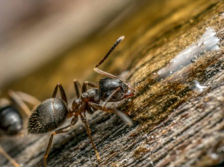 Nahaufnahme einer braunen Ameise, die süße Flüssigkeit verschluckt