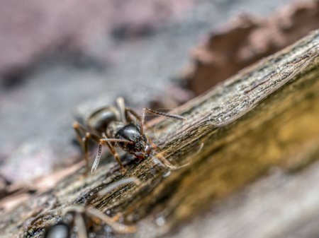 Primer plano de hormiga marrón ingiriendo líquido dulce