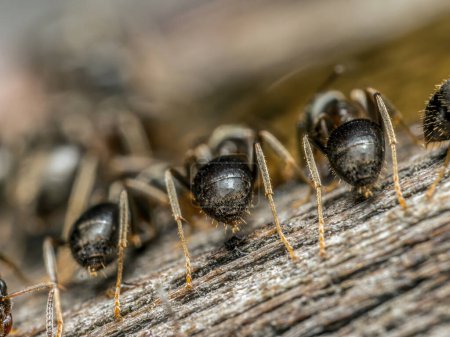 Primer plano de hormigas marrones que ingieren líquido dulce 
