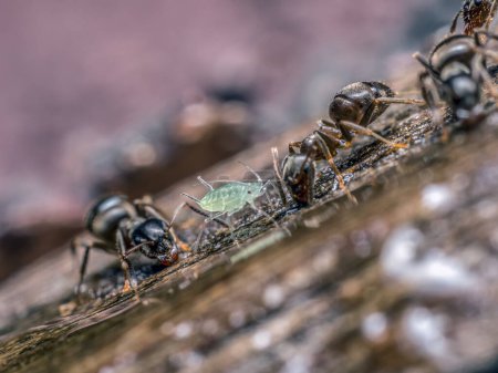 Primer plano de hormigas marrones que ingieren líquido dulce junto con áfido 