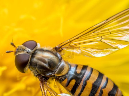Gros plan de marmelade hoverfly pollinisant fleur jaune