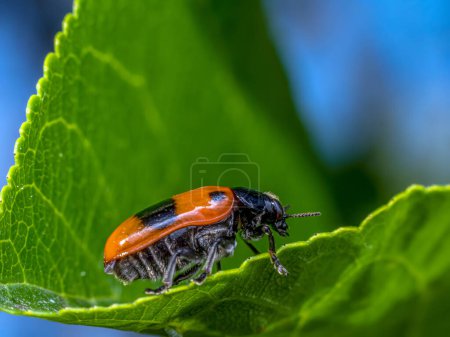 Macro shot of ant bag beetle on green leaf