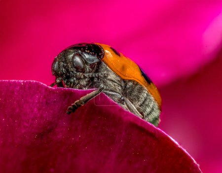 Macro shot of ant bag beetle on a red peony petal